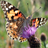 Butterfly Spotter app icon